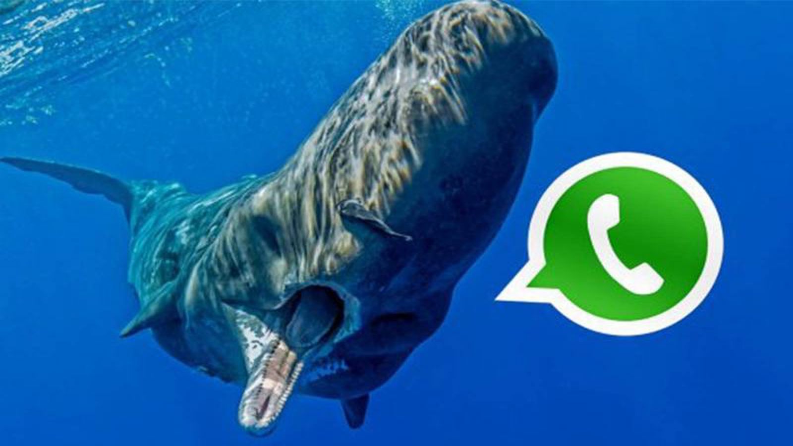 mavi balina oyunu whatsapp uzerinden yayilmaya basladi FqDLOqUt